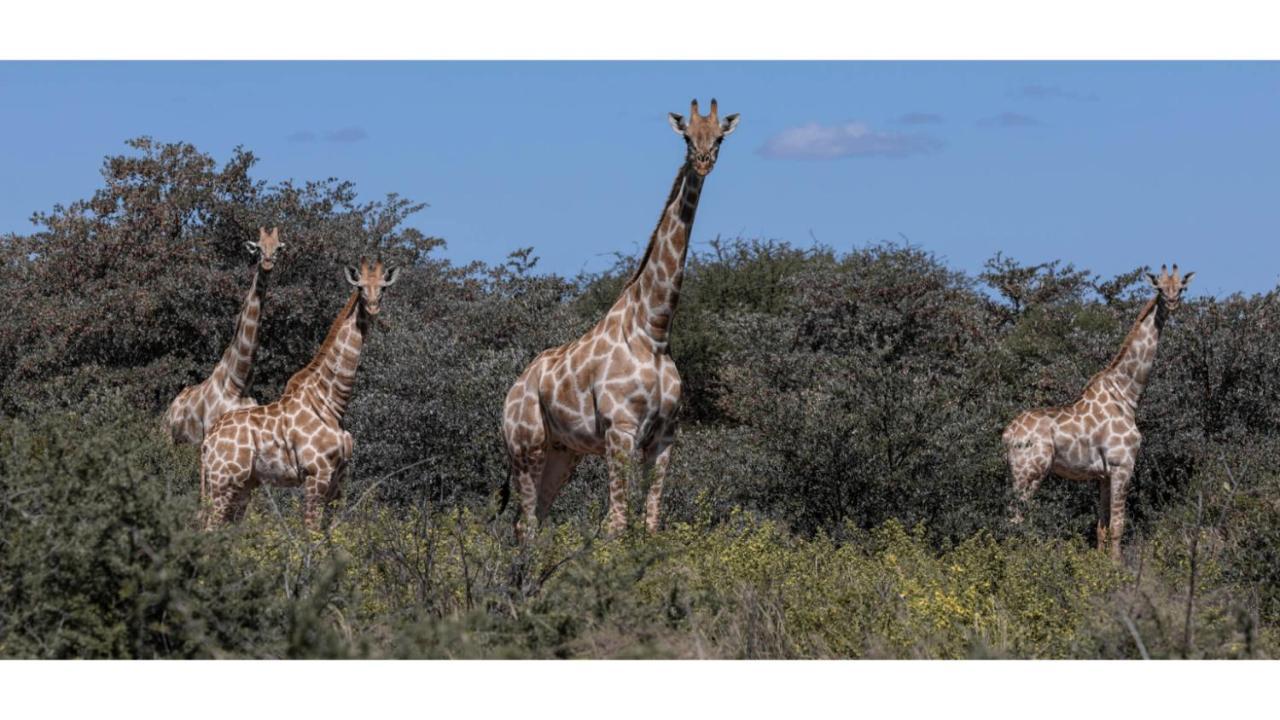 Sandune Game Lodge Gobabis Екстериор снимка